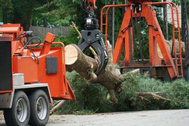 Best Tree Removal  in USA